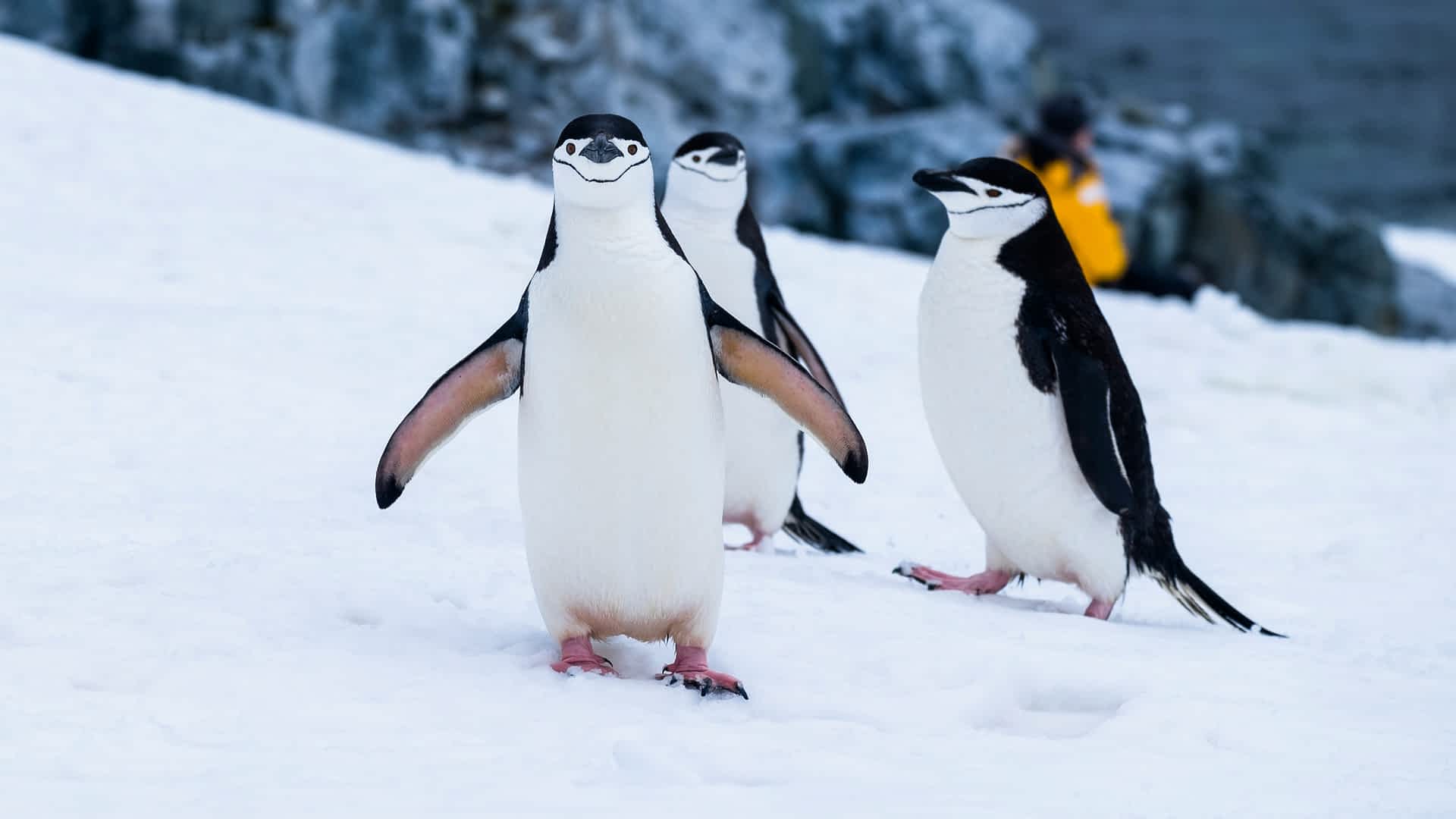 Antarctica part 1 say yes