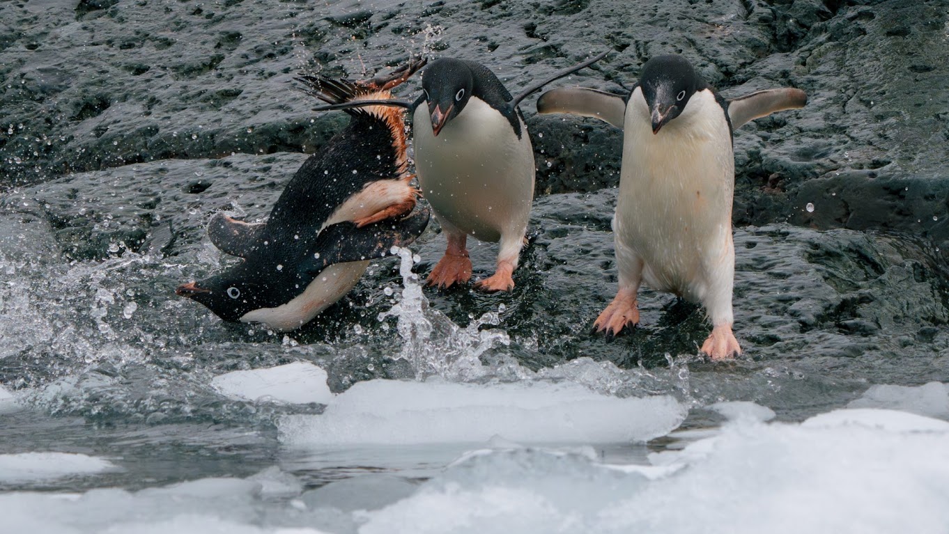 Yalour Islands, Antarctica