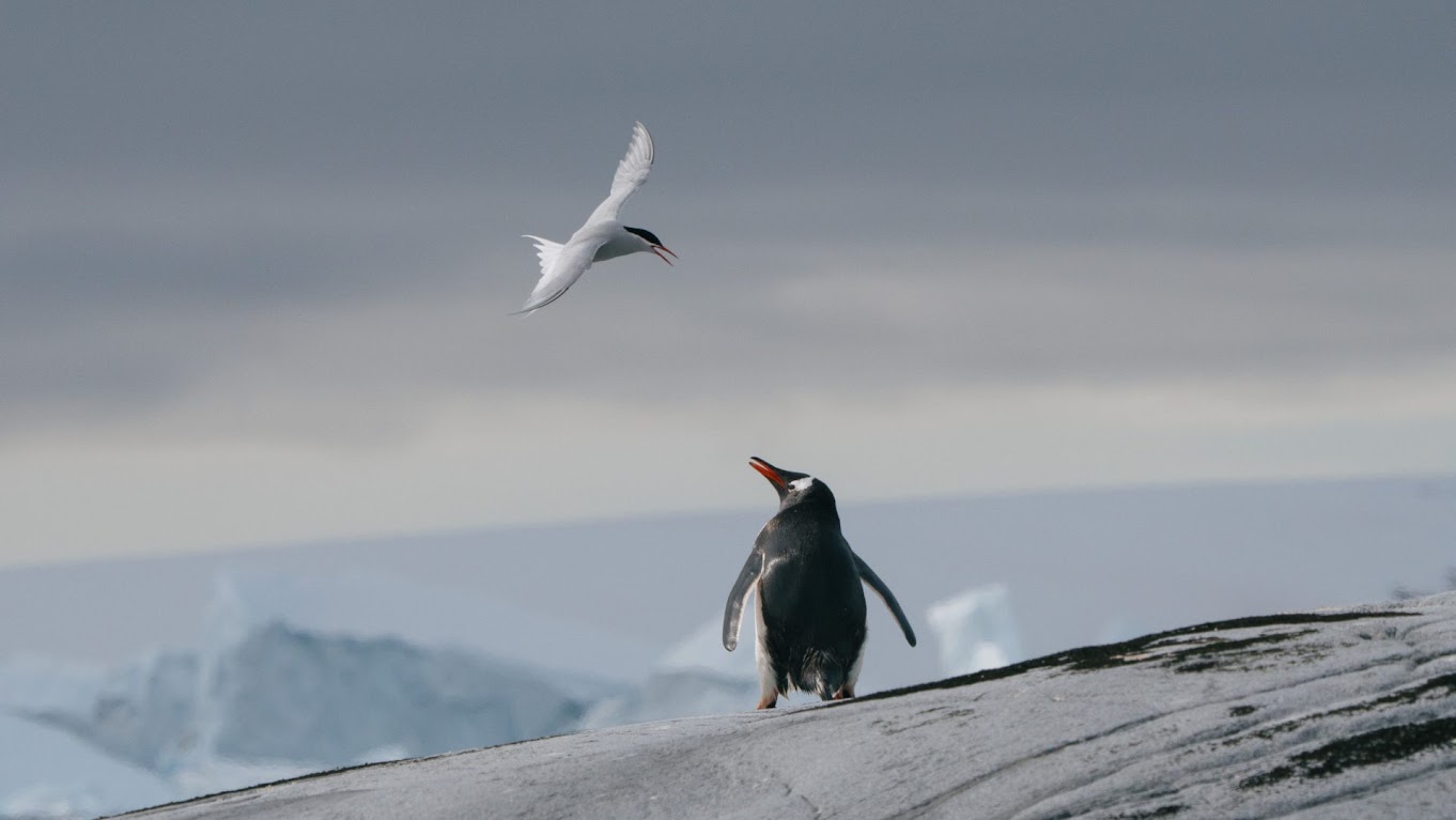 Pleneau Island, Antarctica