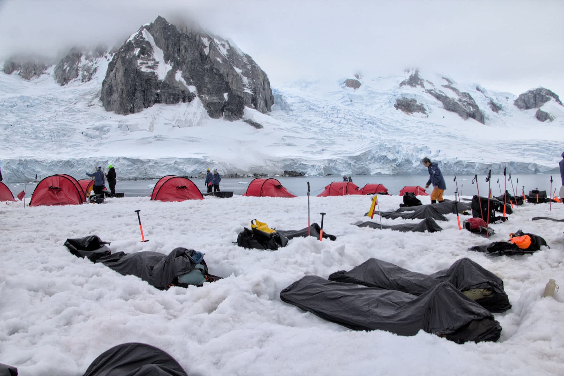 Antarctic wildlife