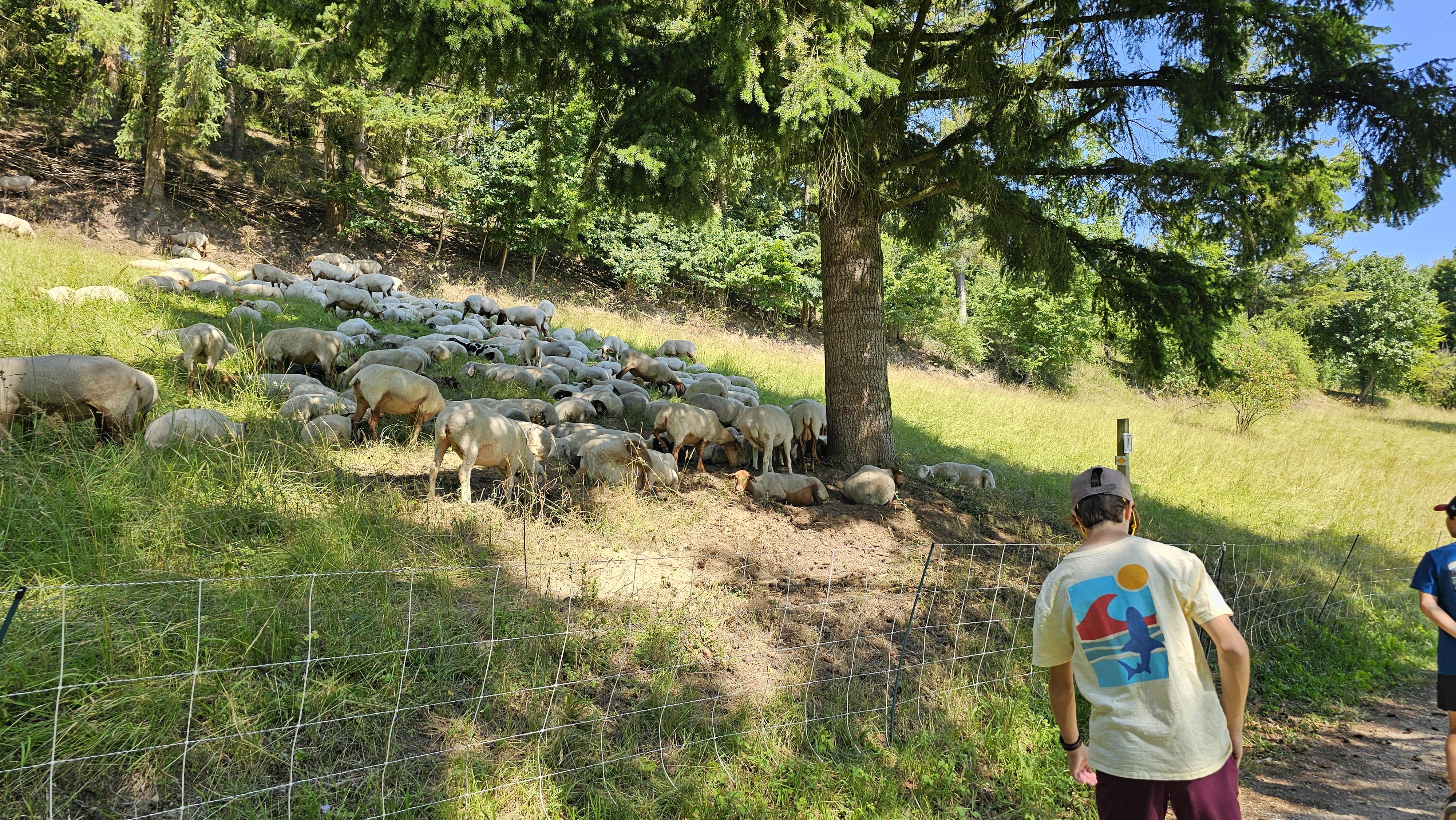 Trail hike through Black Forest trees